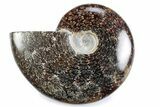 Polished Ammonite (Cleoniceras) Fossil - Madagascar #364955-1
